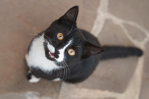 black and white cat sitting on floor looking up