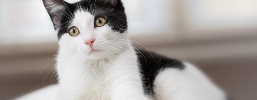 black and white cat sitting on bed