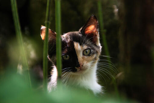 chimera cat outside