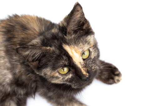 chimera kitten laying down