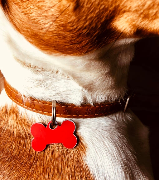 dog with name tag on collar