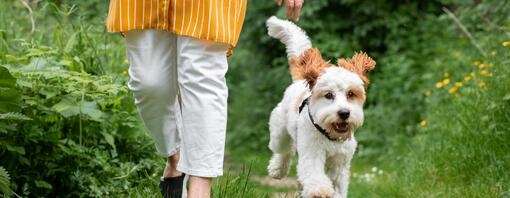 dog walking outside with owner