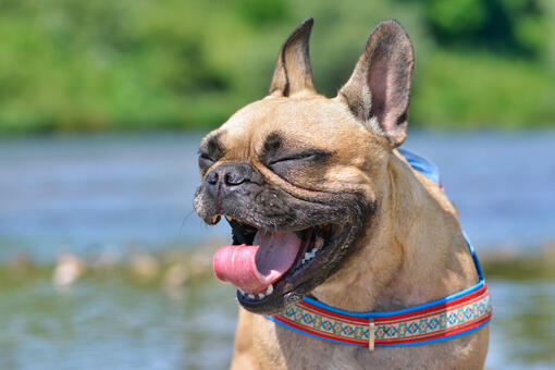 french bulldog sneezing outside