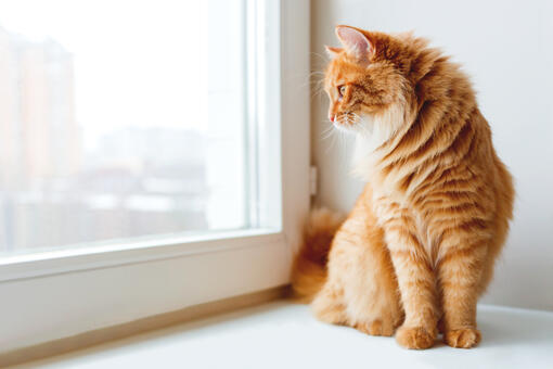 ginger cat sitting on windowsill