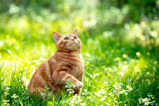 ginger cat outside in the grass