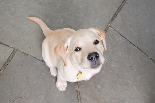 golden retriever puppy sat on floor 