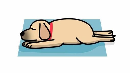 dog sleeping in superman position