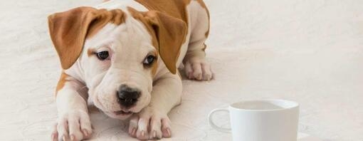 puppy looking at a mug