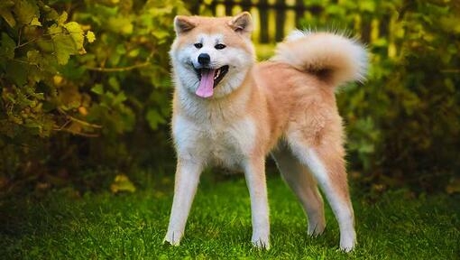 Japanese Akita