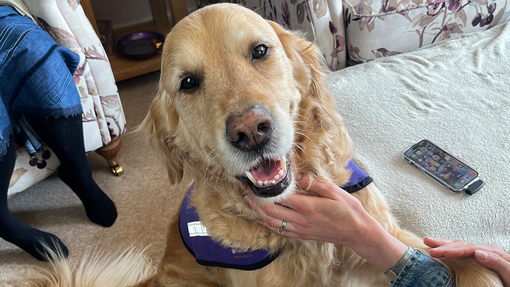 Canine partners dog offering a paw