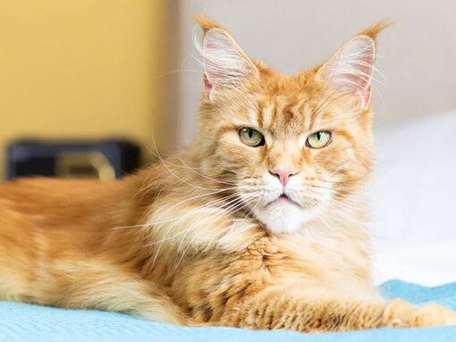 ginger cat lounging on bed