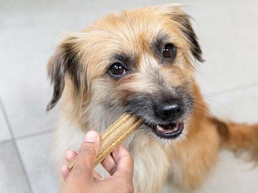 dog eating a dentalife dental stick