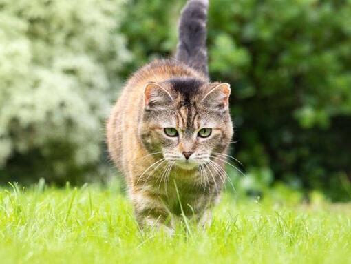 cat prowling through grass