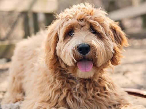 cockapoo sitting outside in the garden