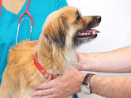 dog getting a check up at the vet