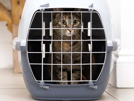 cat in carrier