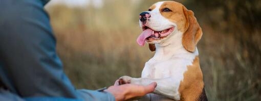 Puppy and owner holding hands outdoors