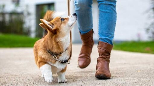 Puppy walking beside owner 