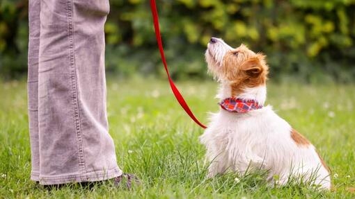 Dog looking up and owner outdoors 