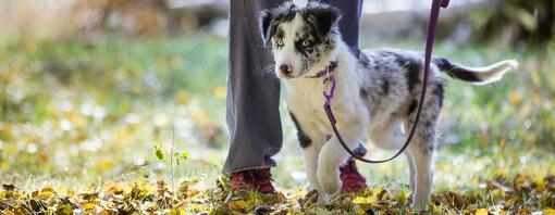 Puppy on a walk in the woods with owner 