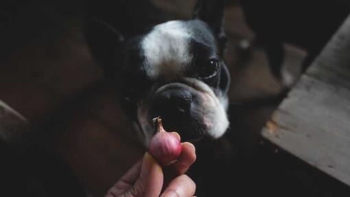 Owner holding an onion in front of a dog 