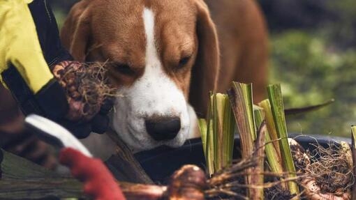 A beagle sniffing onions in the ground 