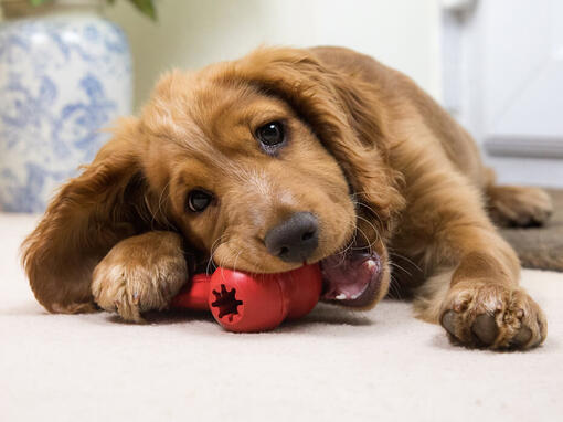 Puppy chewing toy