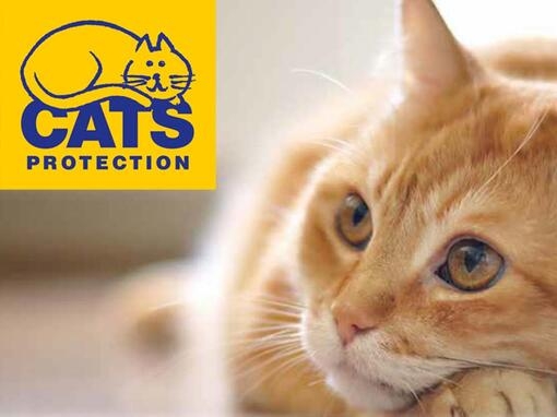 Cats Protection