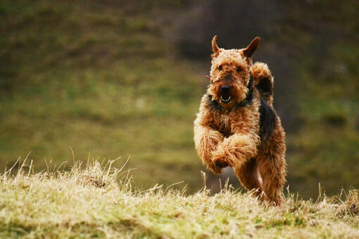 airedale terrier running outside