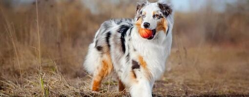 Australian Shepherd With Ball In Mouth