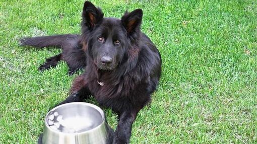 black alsatian laying next to bowl of ice