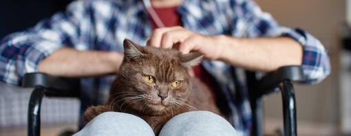 black cat on mans lap