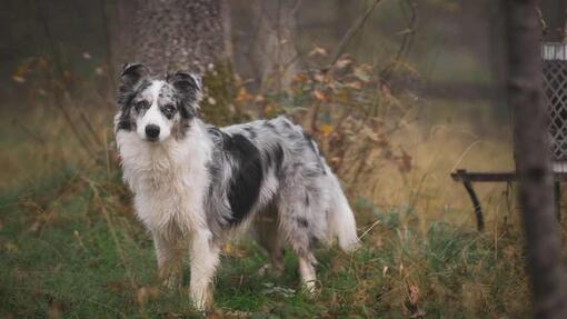 merle collie standing in a field