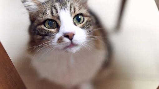 cat sitting on the floor looking up at camera