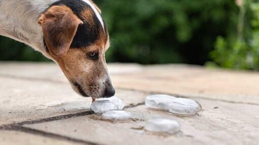 jack russell licking an ice cube