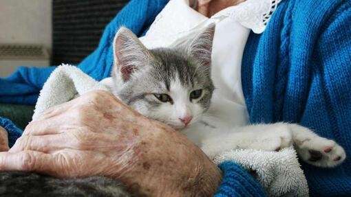 kitten sitting on womans lap