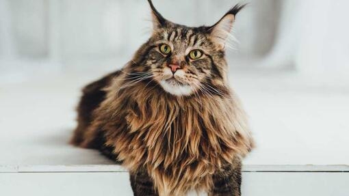 maine coon cat laying down