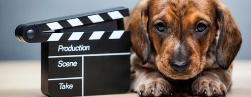 puppy laying next to production board