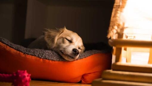 puppy asleep in bed