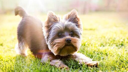 yorkshire terrier ready to play