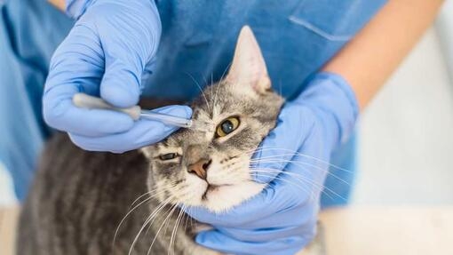 Vet using eye drops on cat