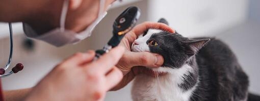 Vet checking cat's eyes