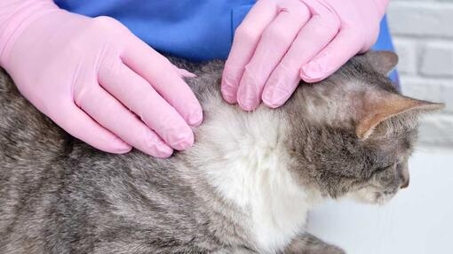 Vet examining cat's fur