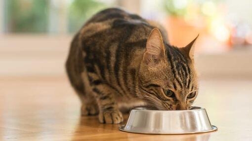 Brown cat eating from bowl