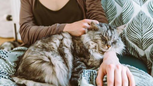 Cat cuddling with owner