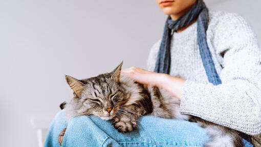 Cat sitting on owner's lap