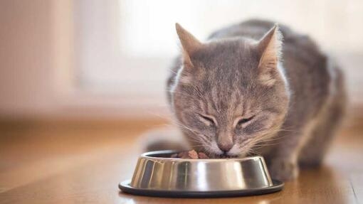 Grey cat eating from bowl