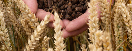 Cocoa shells held in hands over a wheat fields