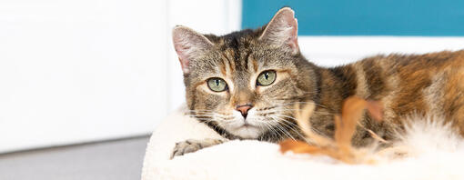 Tabby cat lying on a cat bed