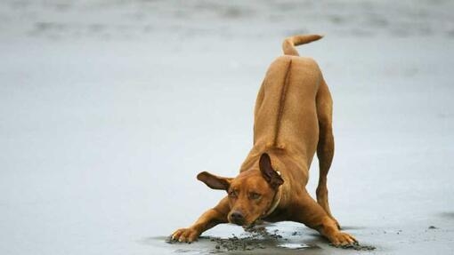 Dog playing on beach